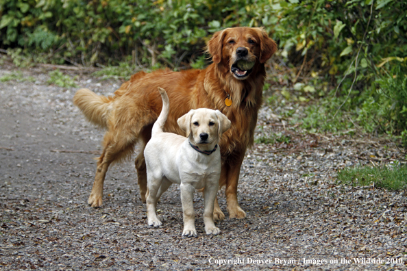 Yellow Labrador Retriever Puppy and Golden Retriever playing