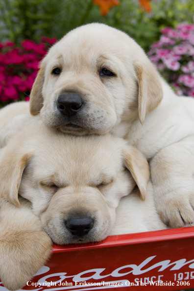 Yellow Labrador Retriever puppies.