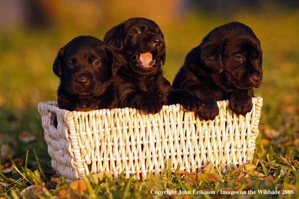 Black Labrador Retriever pups