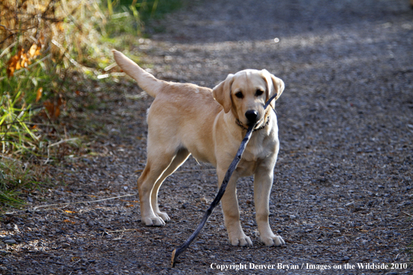 Yellow Labrador Retriever puppy