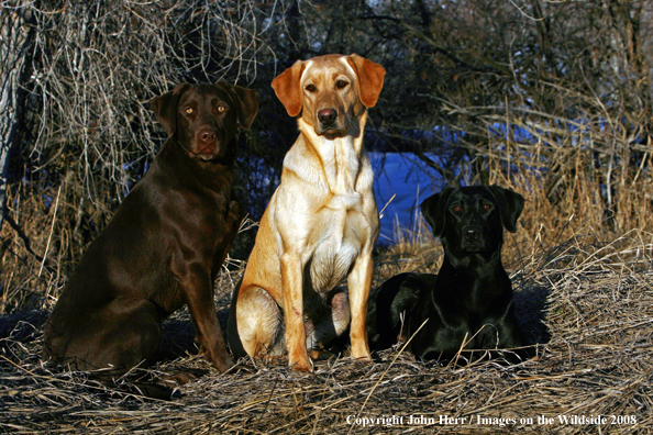 Multi-colored labrador retrievers