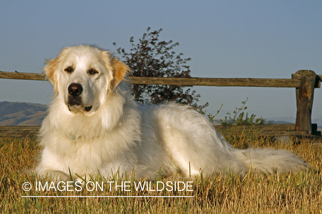 Great Pyrenees