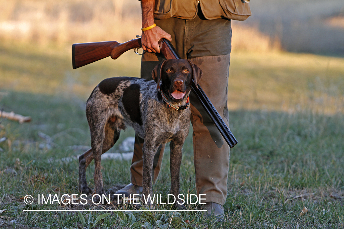 Griffon Pointer in field.