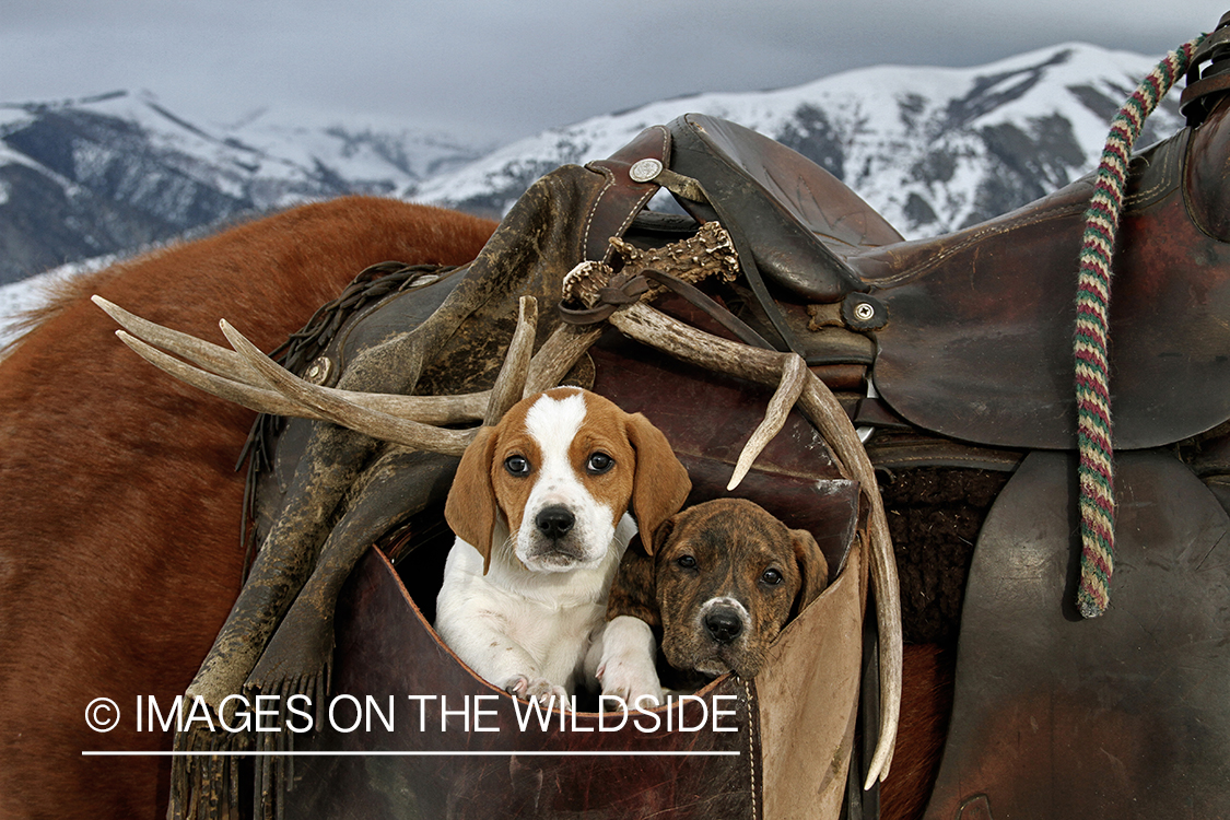 Treeing Walker Hound Puppies in saddle bag.