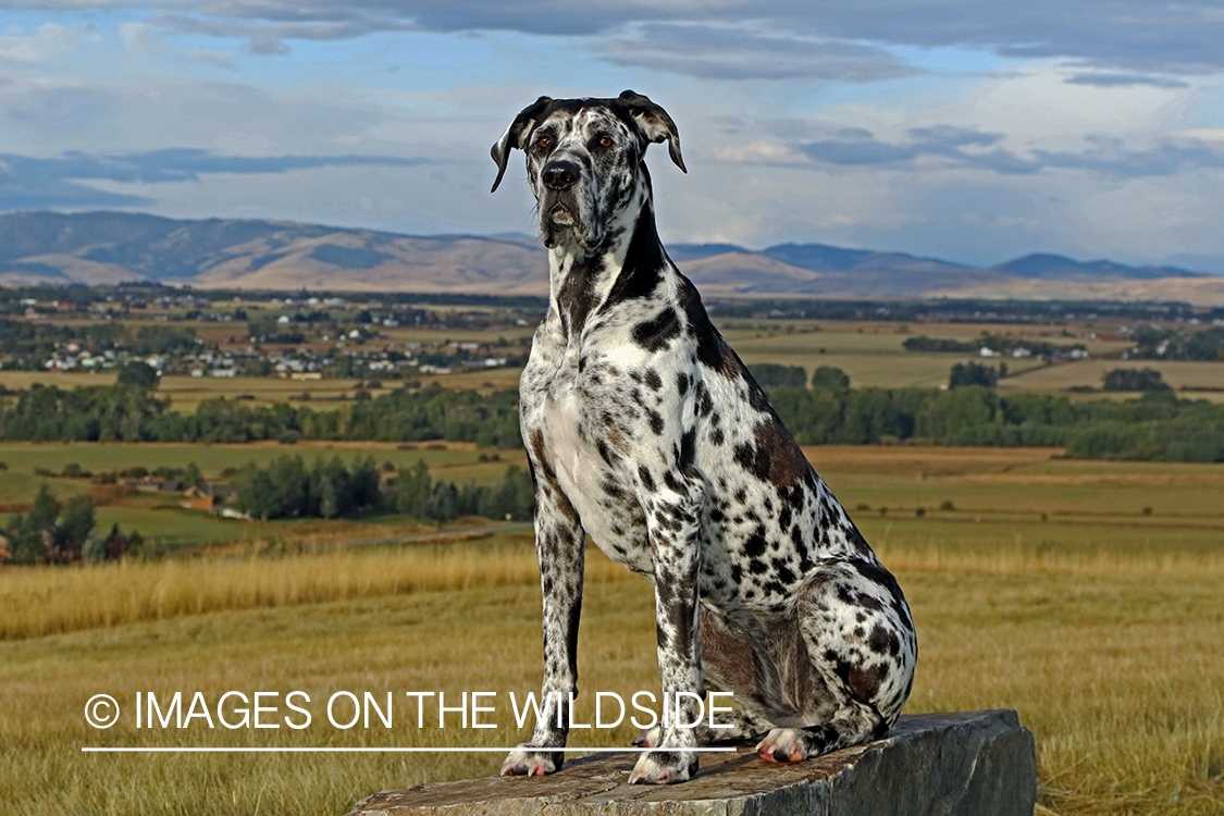 Great Dane on rock.