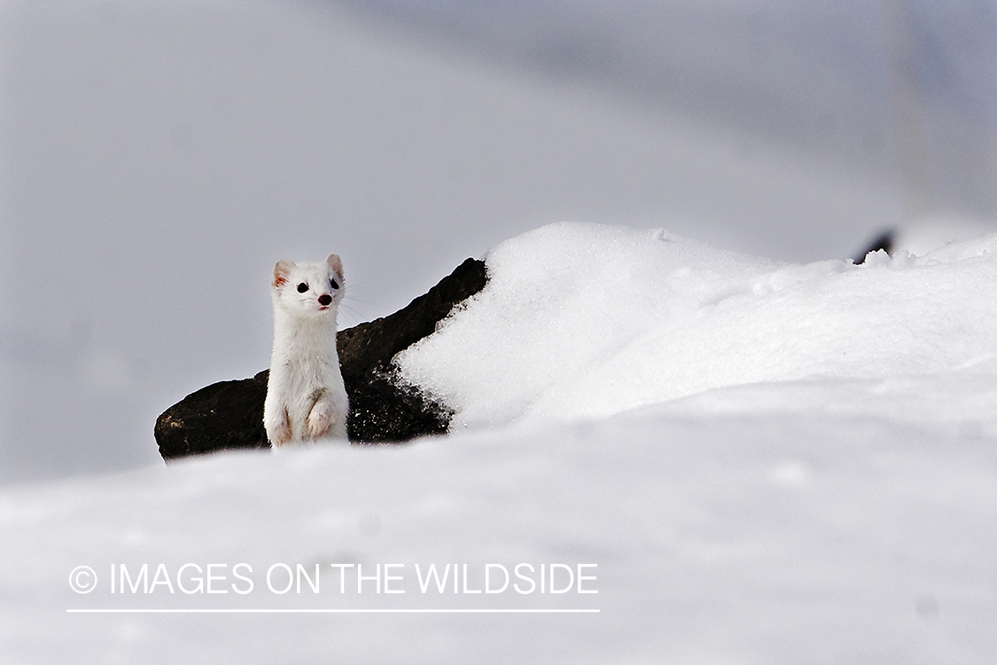 Long-tailed weasel in winter white coat.