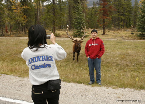 Tourist photographing another tourist while bull elk charges