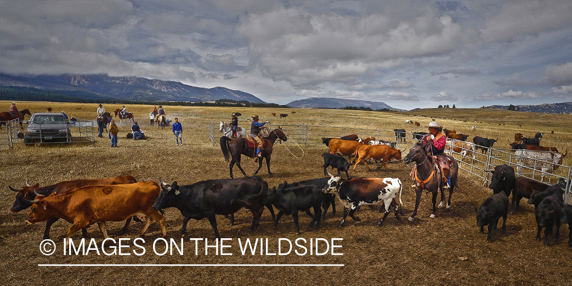 Coyboys and cowgirls herding cattle to be branded.