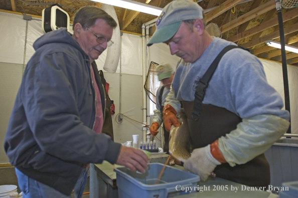 Biologists milking eggs from cutthroat trout.