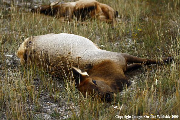 Traffic Accident with Elk