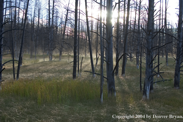 Yellowstone Landscape.