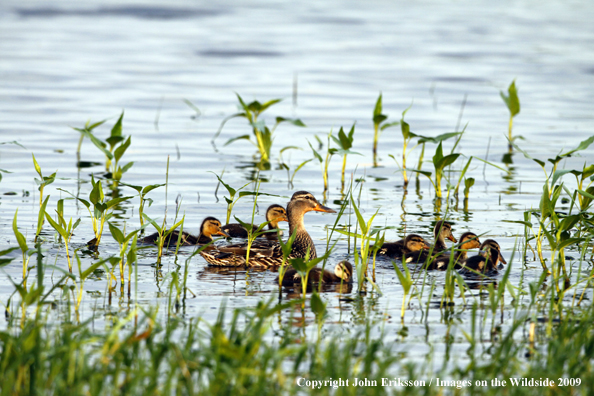 Mallard duck family on water in wetlands