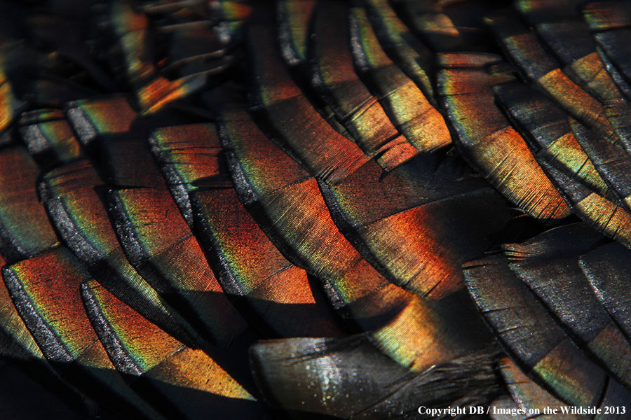 Merriam Turkey feathers.