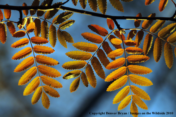 Autumn Vegetation