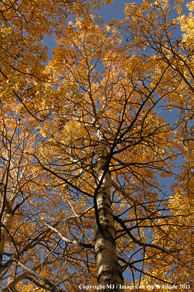 Aspen trees in the fall. 