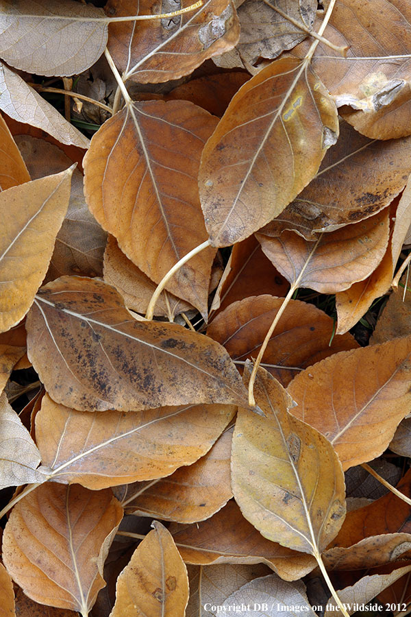 Cottonwood leaves on ground in fall.