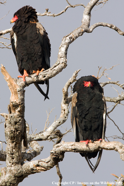 Bateleur eagles in tree. 