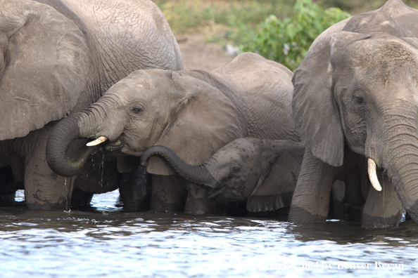 African elephants at watering hole.