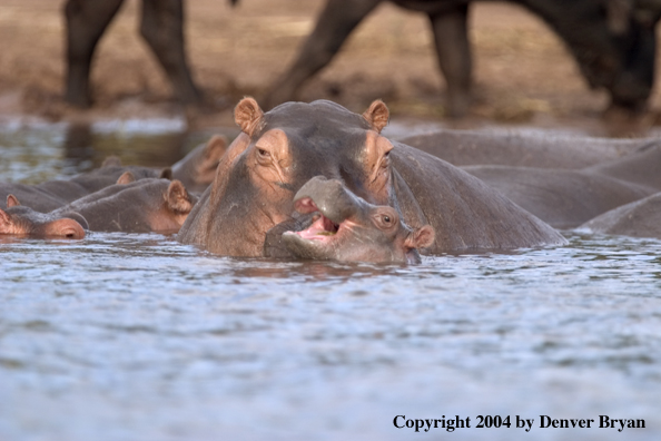 Hippo young with mother.