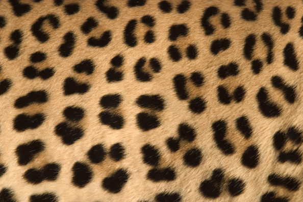 Close-up of leopard spots