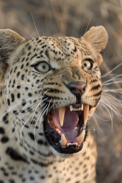 Leopard snarling (portrait). Africa