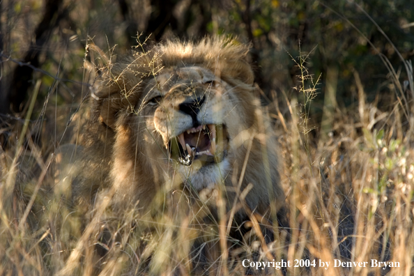 Male African lion in habitat. Africa