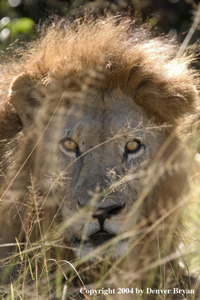 Male African lion in the bush.