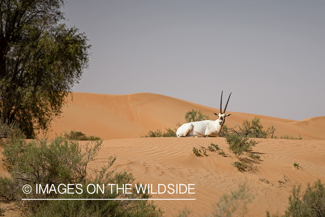 Arabian Oryx on sand dunes.