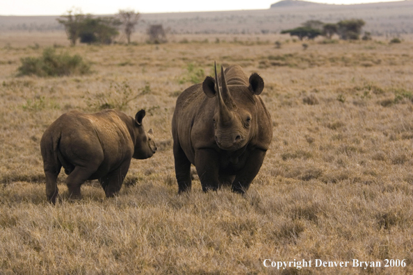 Black rhino in Africa.