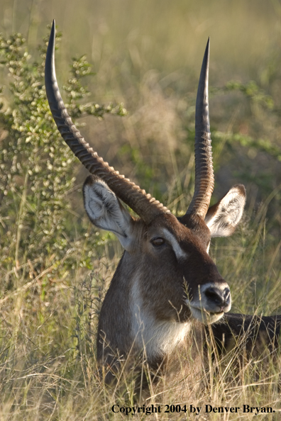 Common Waterbuck bedded down.