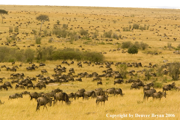 Wildebeast Migration Africa