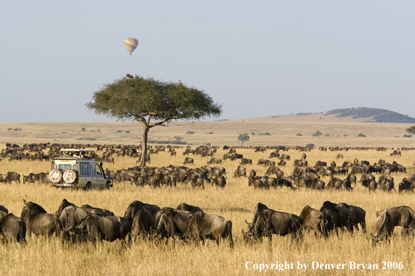 Wildebeast Migration Africa