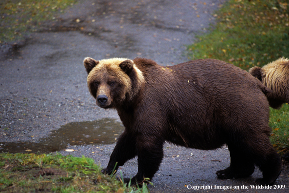 Brown Bear in habitat