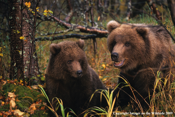 Brown Bear in habitat with cub