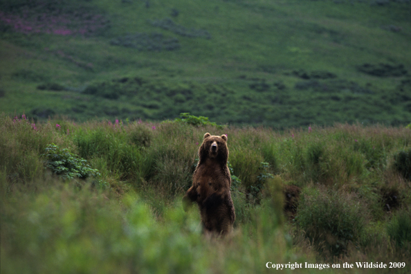 Brown Bear in habitat