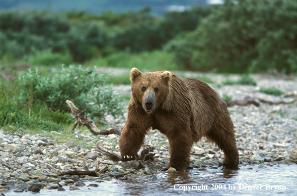 Brown Bear by river