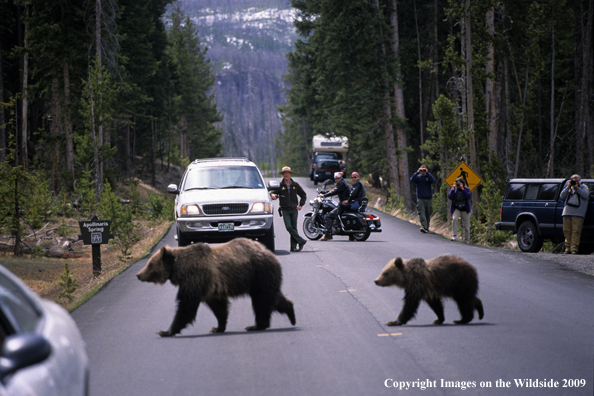 Grizzly cubs crossing road