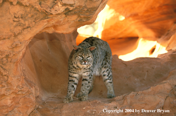 Bobcat in habitat.