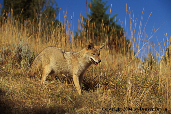 Coyote in habitat.