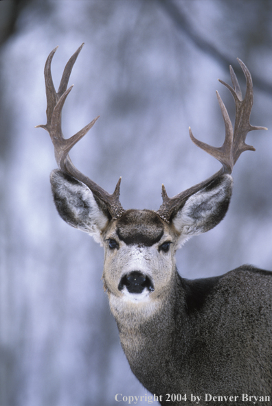 Mule deer in winter.