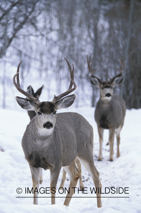 Mule deer bucks and doe in winter.