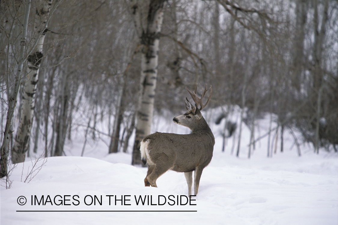 Mule deer buck in winter.