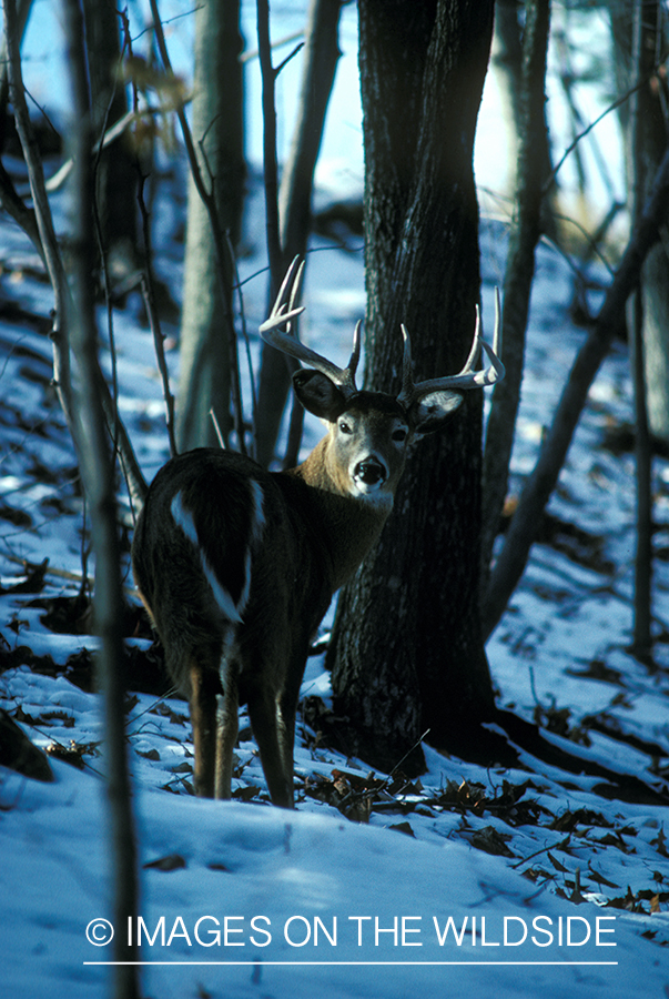 Whitetailed deer in habitat.