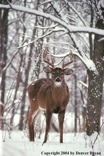 Whitetailed deer in habitat