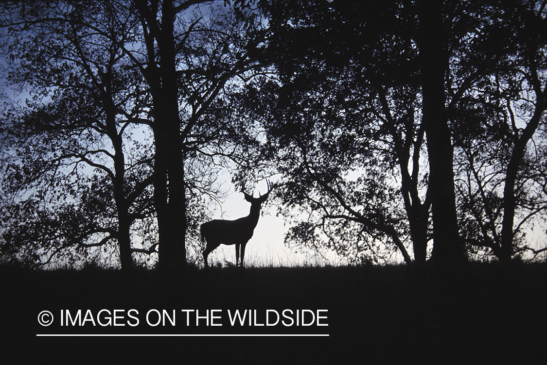 Whitetailed deer in habitat.