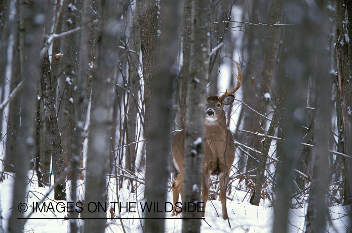 Whitetailed deer in habitat.