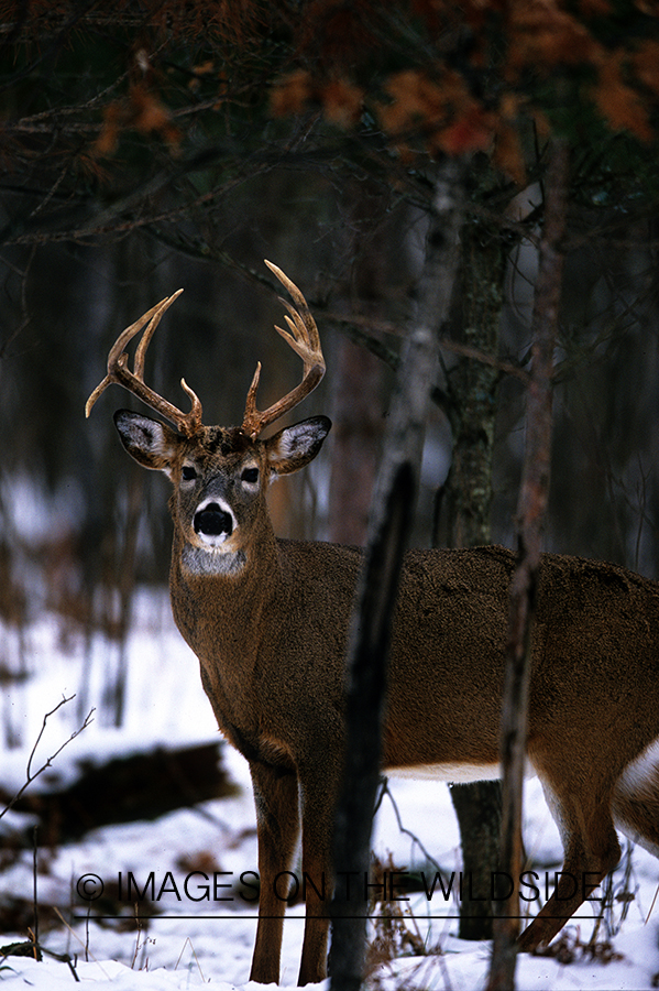 White-tailed deer in habitat