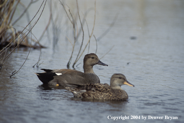 Gadwall drake and hen