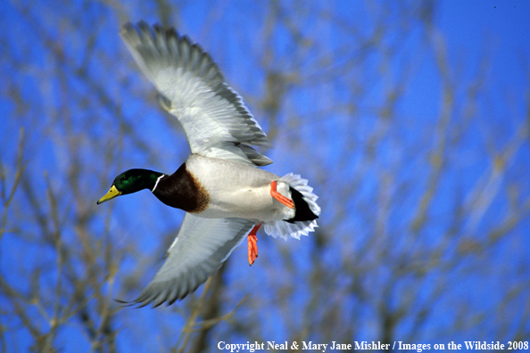 Mallard Duck in Flight