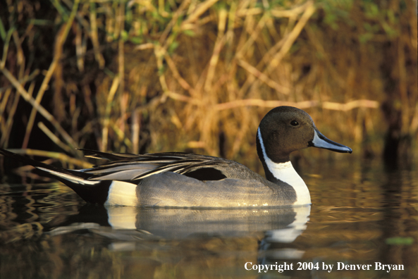 Pintail drake in water